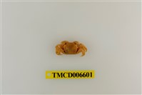 藏品(絨毛折顎蟹)的圖片